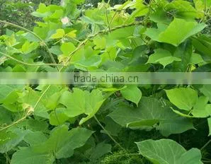 Puerarin extract