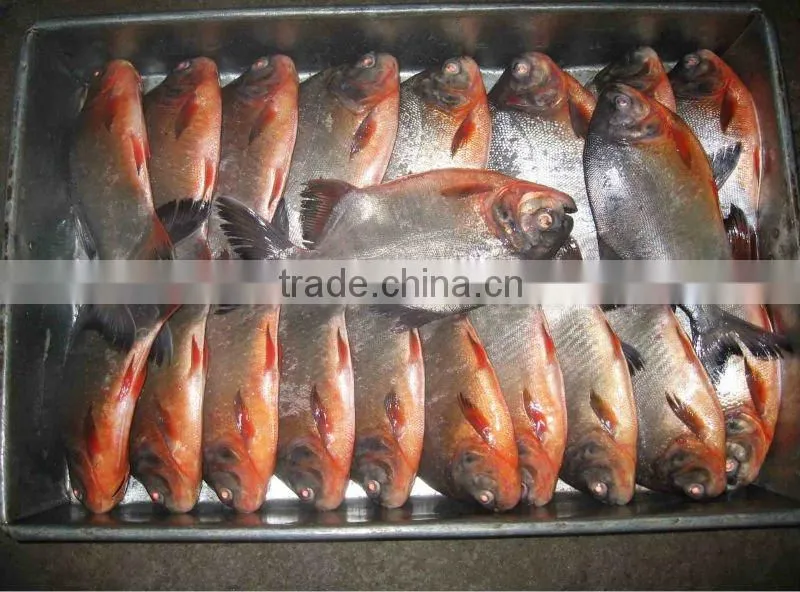 China origin frozen black pomfret 500-1000g IQF