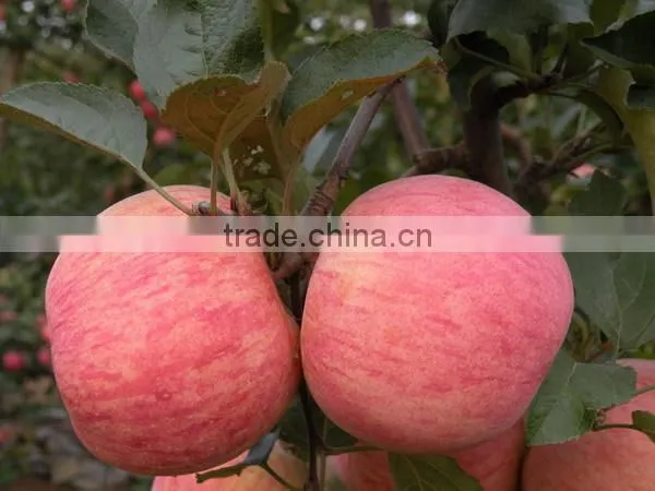 sell Fresh Apple fruit of high quality and good price