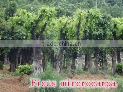 for outdoor landscaping ornamental bonsai plants