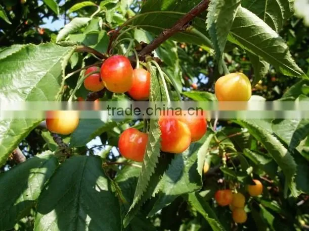 sweet fresh Cherry seedling
