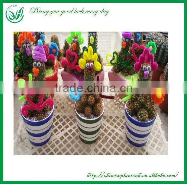 Notocactus leninghausii cactus plants