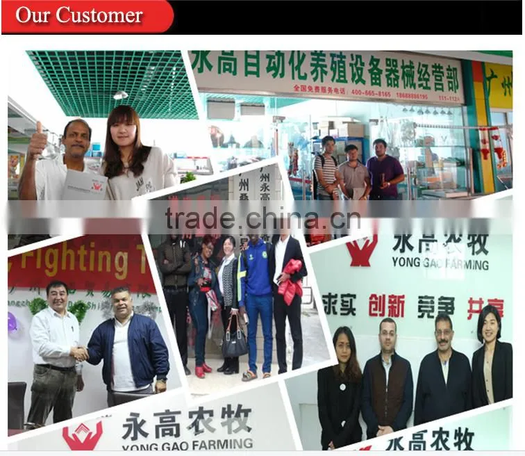Automatic Poultry House Animal feeding line for broiler chicken Poultry equipment in Animal feeding system