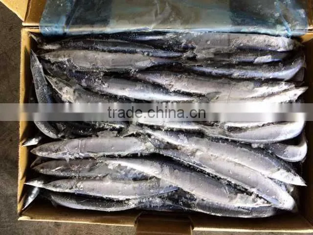 frozen Pacifc saury Cololabis Saira