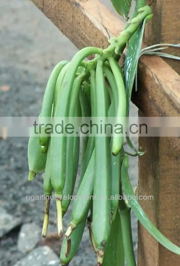 Madagascar Vanilla Beans
