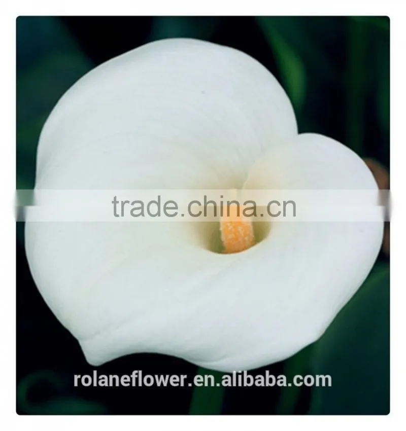 2016 lastest arriving cut white calla lily flower for selling