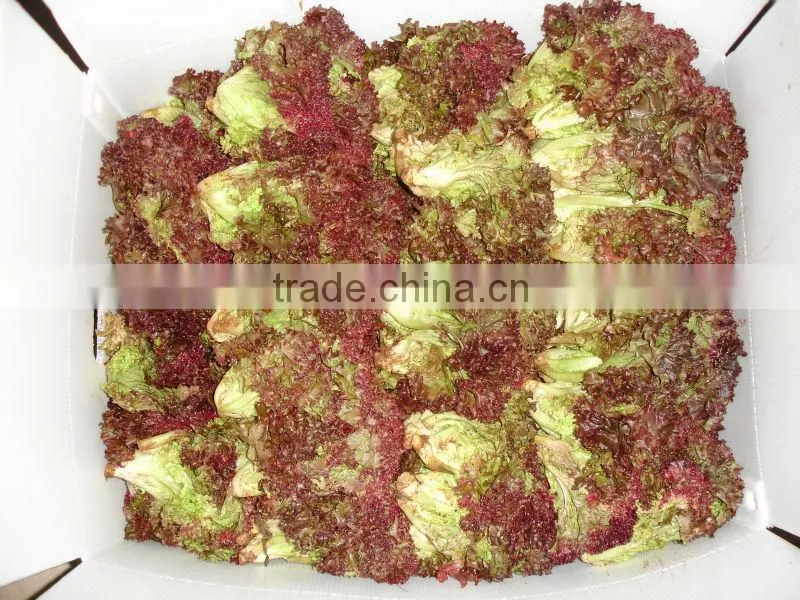 Frozen transport red leaf High quality leaf lettuce