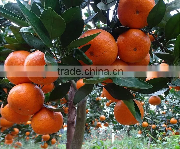 companies imported fruit orange fruit price