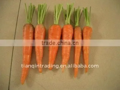 Chinese fat fresh carrot