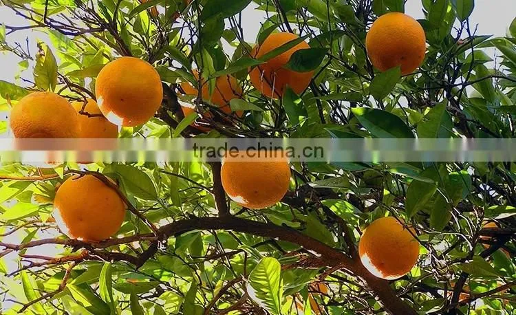 fresh orange tree seedling