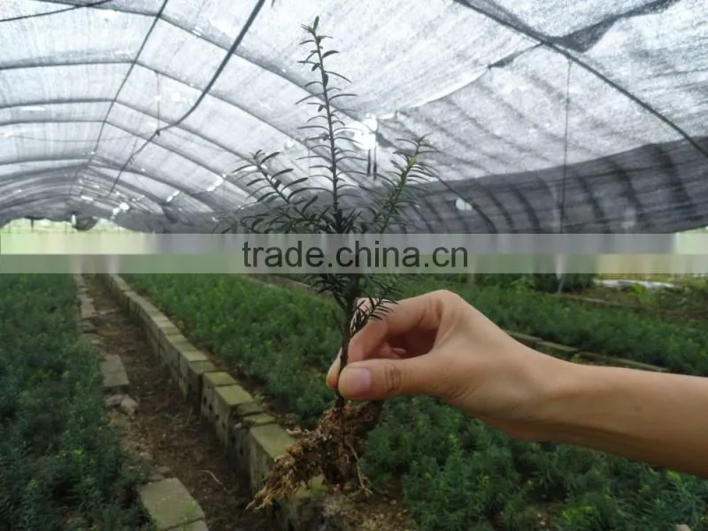 Taxus Bacatta Tree Seedling