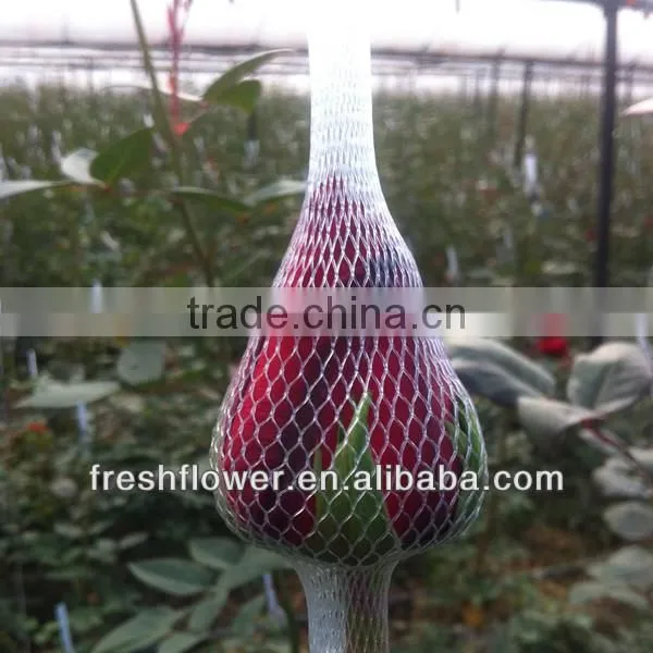 Wholesale fresh cut flowers of black rose from kunming