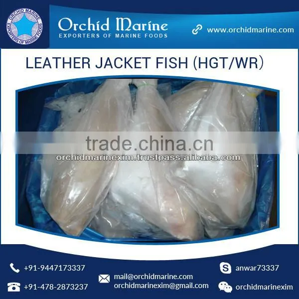 Top Quality Frozen Fresh Leather Jacket Fish (HGT/WR)