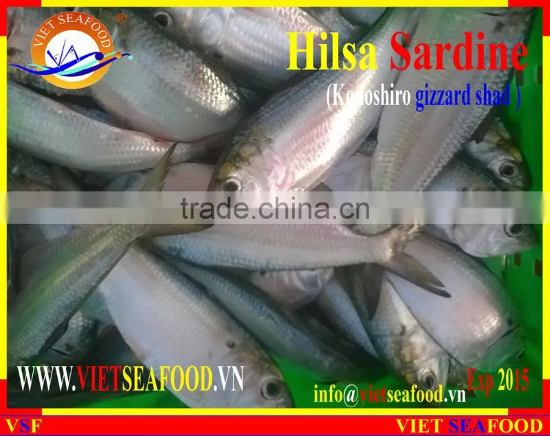 FROZEN HILSA SARDINE WHOLE ROUND