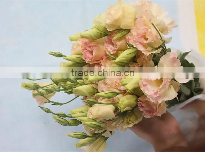 Wholesale top fresh eustoma flowers new product