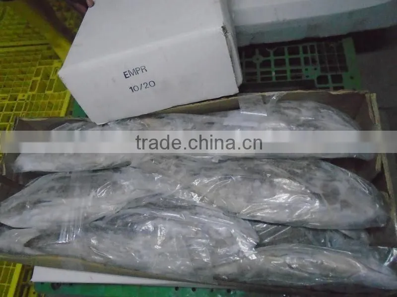 FROZEN EMPEROR FISH