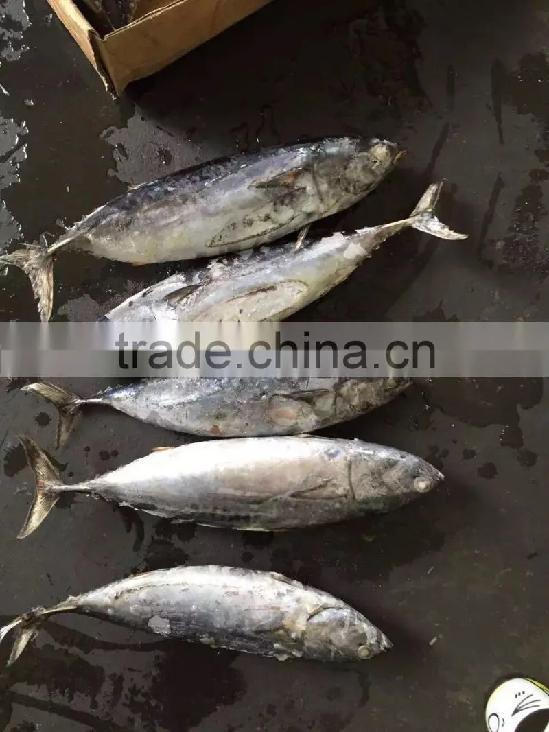2016 high quality 400-700g of Frozen Whole Round Bonito for sale