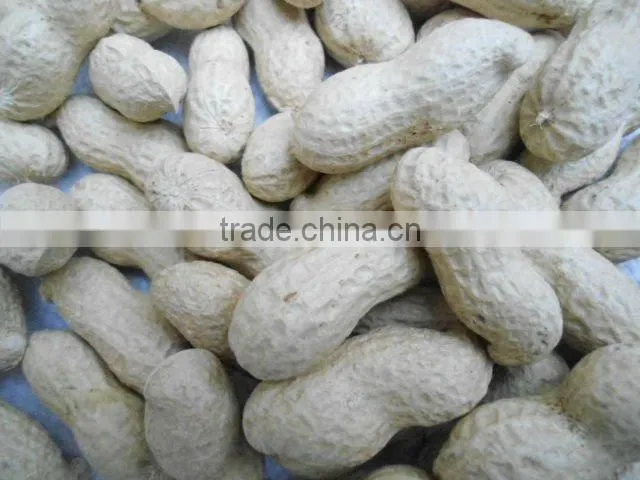Chinese cheap groundnut in shell