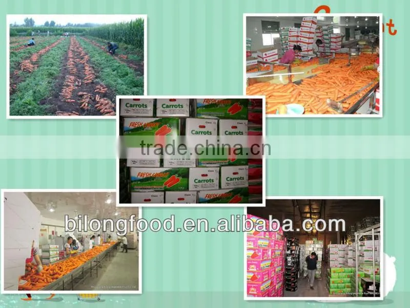 fresh mix vegetable from all china around