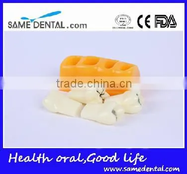 Pit and fissure model Dental Eduction Assitant No. DEA-19