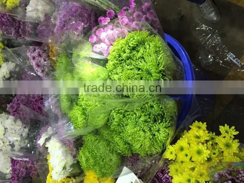 Fresh cut Chrysanthemums flower