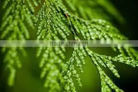 Cedar Wood Oil Double Distilled Bulk Quantity
