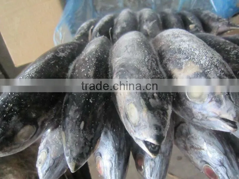 frozen bonito fish