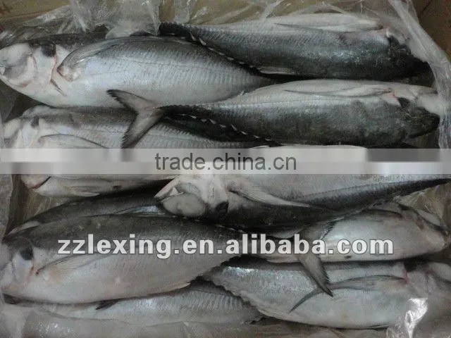 Frozen Hard tail scad Fish