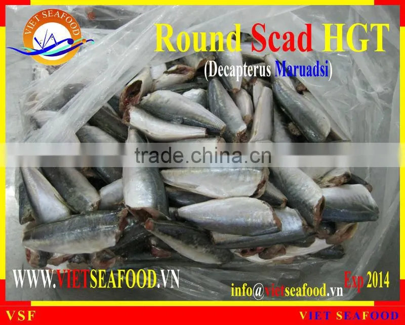 FROZEN HGT ROUND SCAD