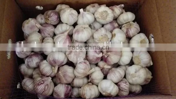 2016 crop chinese red garlic factory directly supply