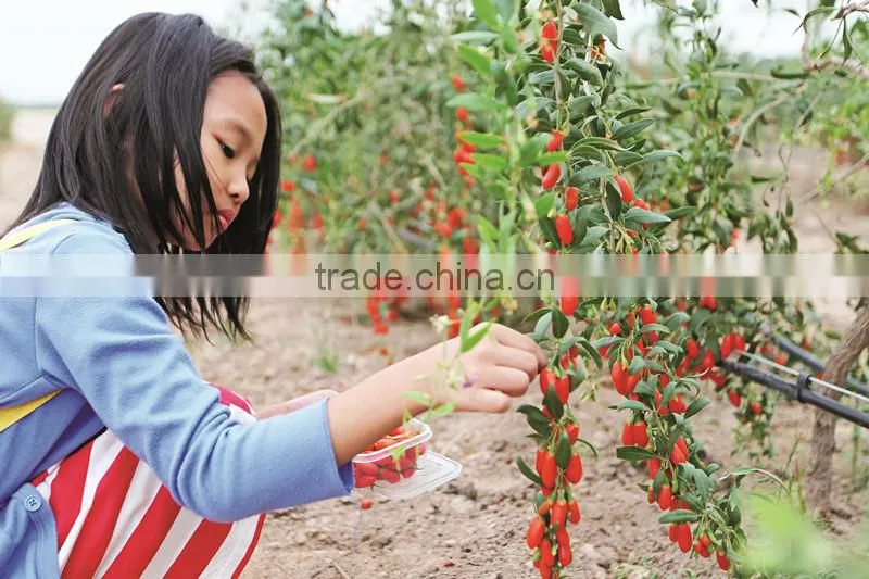 Certified USDA organic goji berries wholesaler