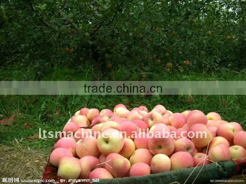 Double Line Electronic Fruit Grading Machine