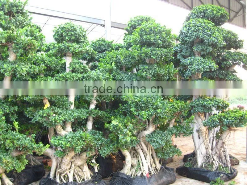 Ficus microcarpa stump shape