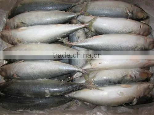 Frozen whole Pacific mackerel