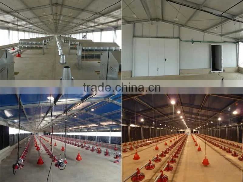 day old broiler chicks poultry house equipment