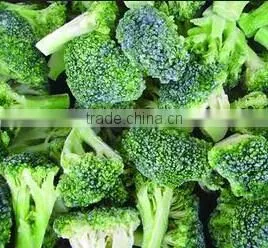 Frozen broccoli florets for export