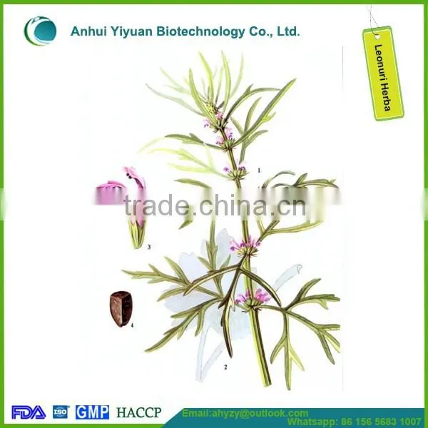 2016 New Products Leonuri Herba (Yi mu cao)