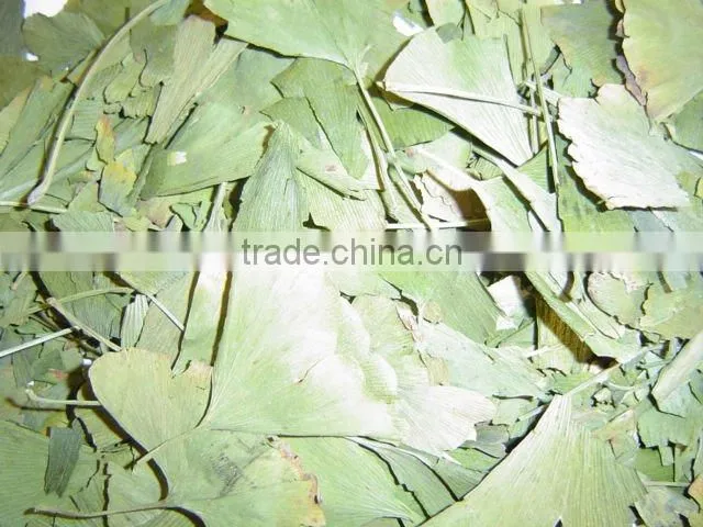 Ginkgo Biloba leaves