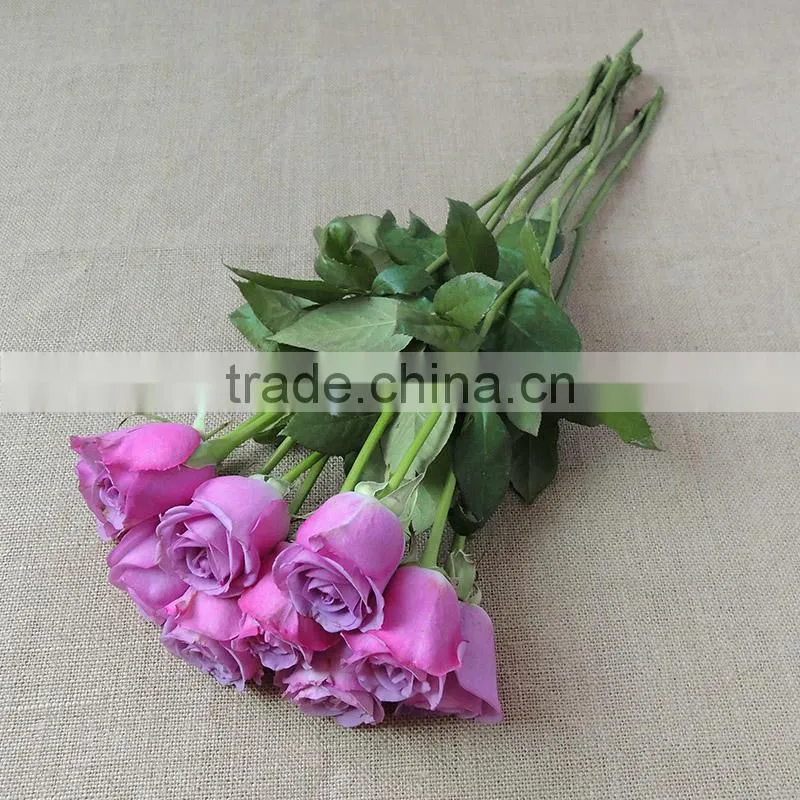 Hot sale fresh cut rose garden flowers from plants base