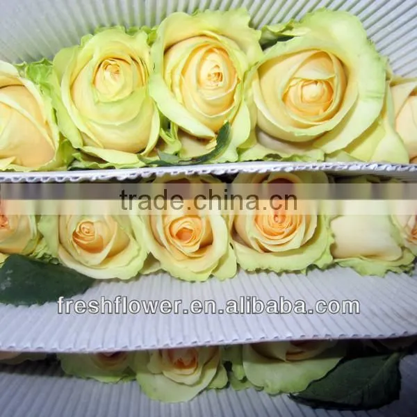 Supply fresh rose flower of big head fresh roses flower