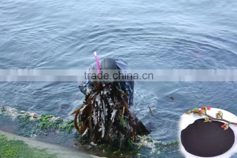 Seaweed extract