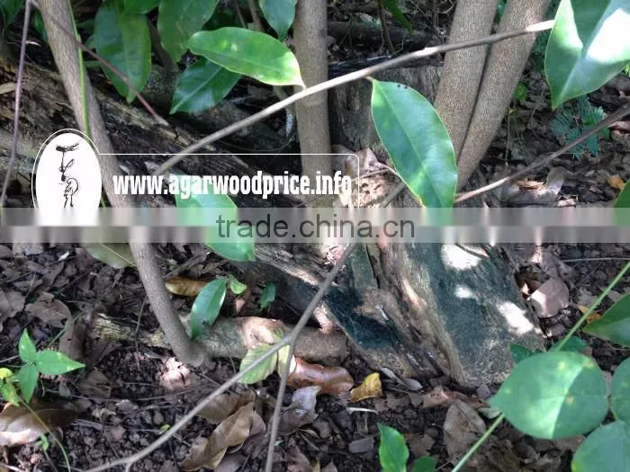 100% Nature from Agarwood Powder / Oud Powder - Nhang Thien JSC