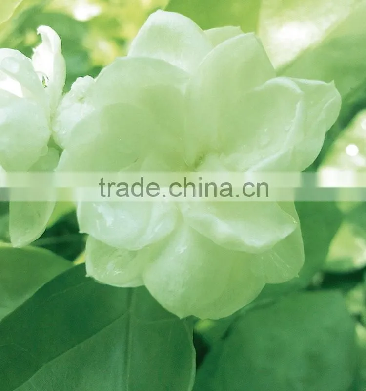 Super quality useful jasmine export