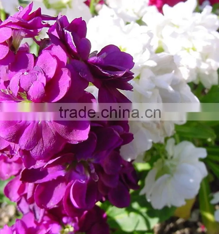 Love theme top sell best level purple violets