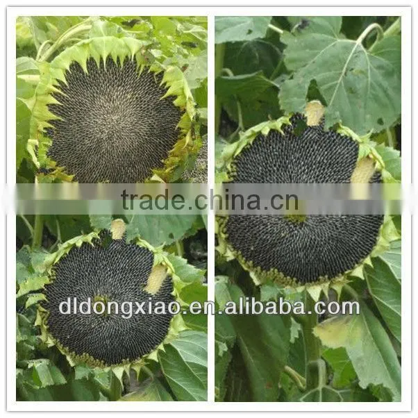 Chinese White Sunflower Seeds With High Quality