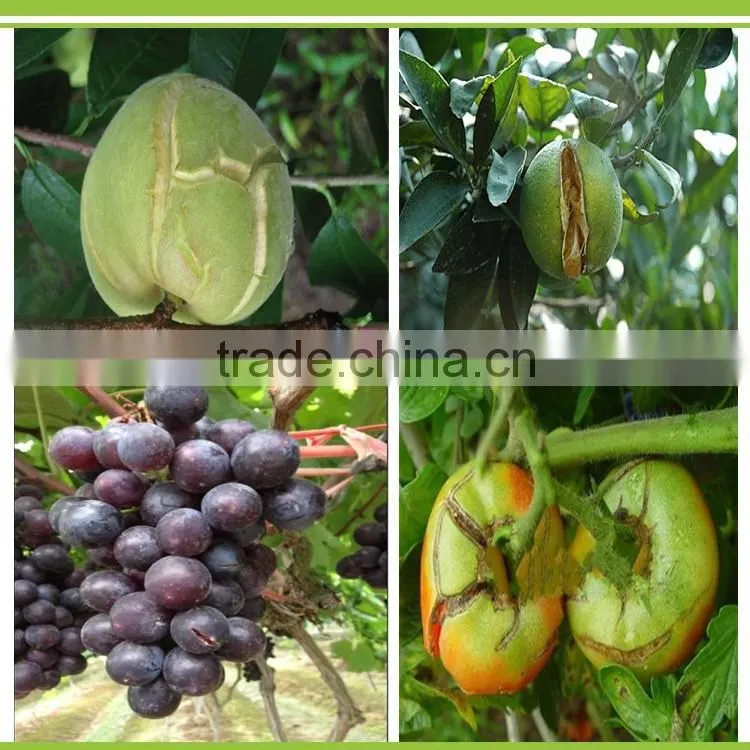 Prevent the fruit cracking Microorganism Bacterium Agent