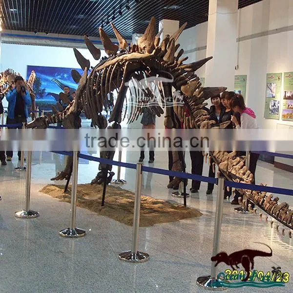 OA3147 Museum Life-size Dinosaur Fossil Replica
