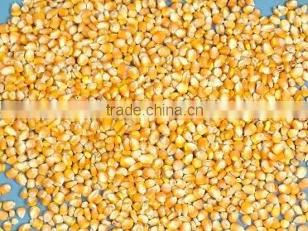 Indian Yellow Maize