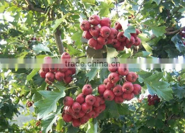In order to healthy select organic health quick-frozen hawthorn berry fresh fruit