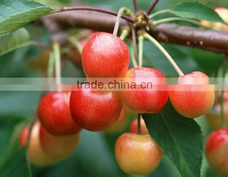 Brix 14-17% Candied Cherry